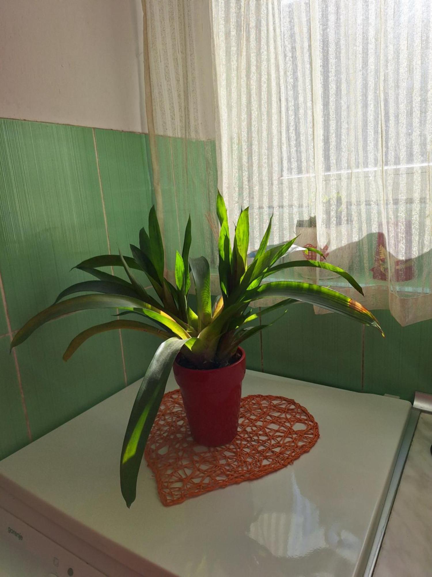 דירות בלגרד Apartman Maja מראה חיצוני תמונה